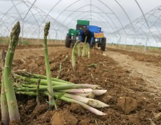 المغرب يقتحم نادي كبار مصدري الهليون عالميا.. والصادرات تتجاوز 6.6 مليون دولار