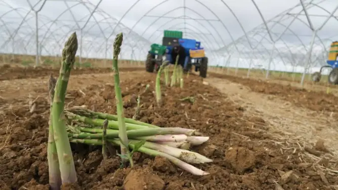 المغرب يقتحم نادي كبار مصدري الهليون عالميا.. والصادرات تتجاوز 6.6 مليون دولار