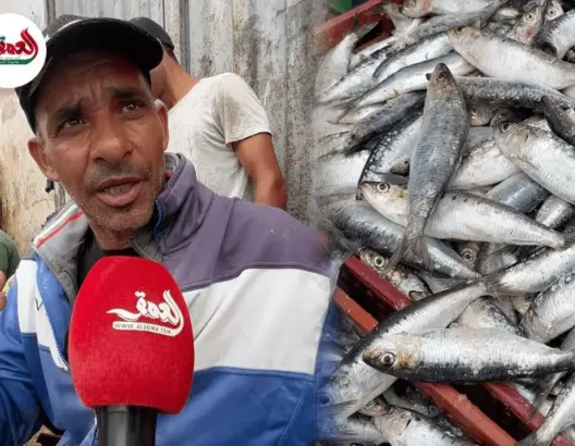 السماسرة والسوق السوداء يرفعان أسعار السردين