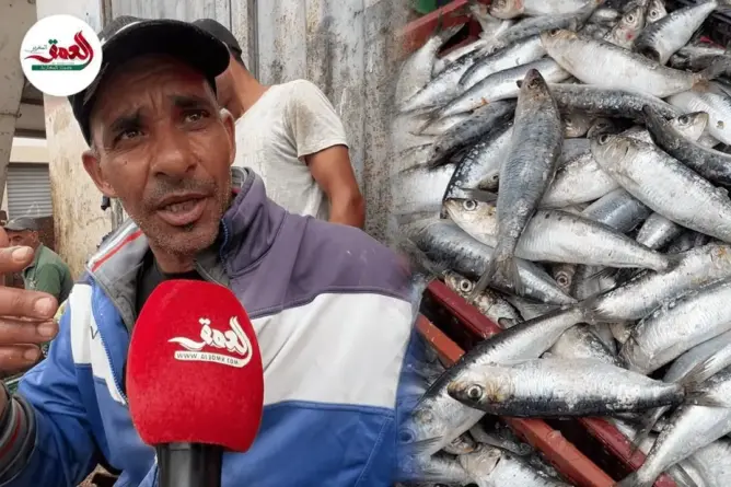 السماسرة والسوق السوداء يرفعان أسعار السردين