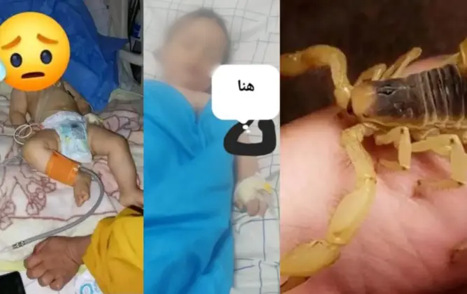 وفاة طفل في ربيعه الأول بلدغة عقرب نواحي ورزازات