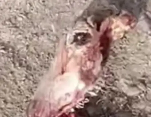 8 أشهر حبسا لناشط بتازة بسبب فيديو “عظام الحمير”.. وابنه يناشد لإطلاق سراحه