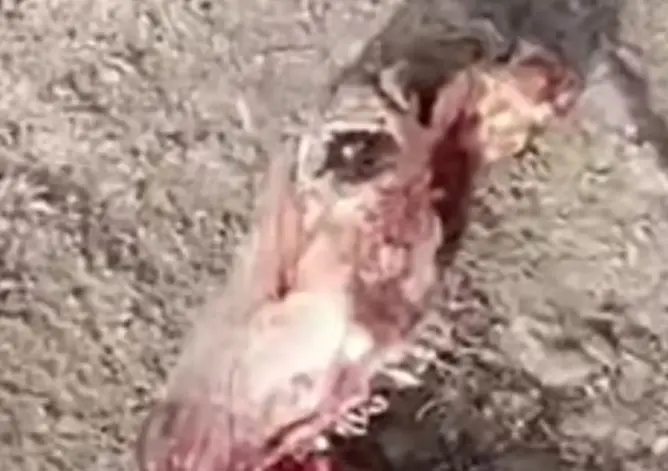 8 أشهر حبسا لناشط بتازة بسبب فيديو “عظام الحمير”.. وابنه يناشد لإطلاق سراحه