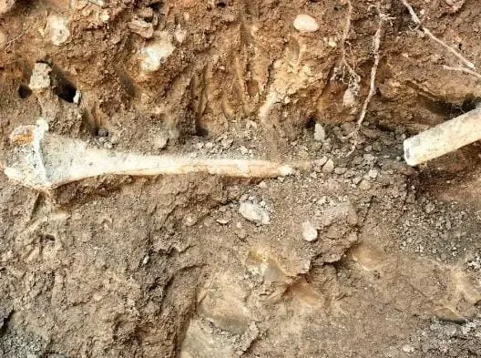 مراكش.. العثور على عظام بشرية مدفونة داخل فندق مصنف بالنخيل