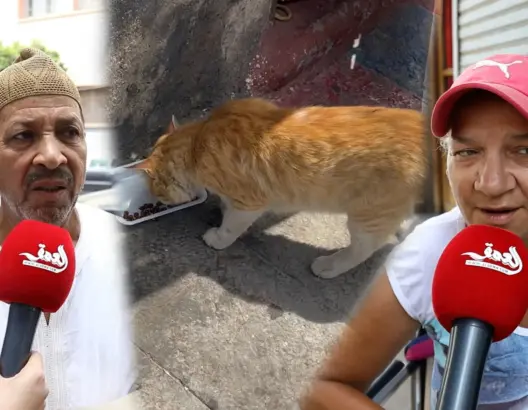 مغاربة يعلقون على قانون الحيوانات الضالة