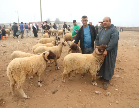 أسعار مستقرة للأغنام بسوق الماشية بالبيضاء