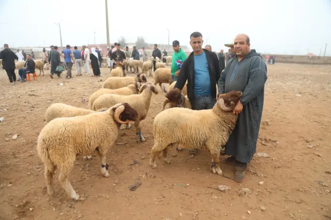 أسعار مستقرة للأغنام بسوق الماشية بالبيضاء