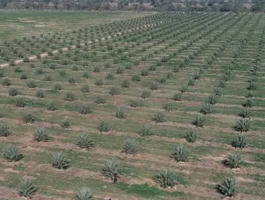 باحثون يكشفون مناطق شحن المياه الجوفية في وادي درعة بفضل الذكاء الاصطناعي