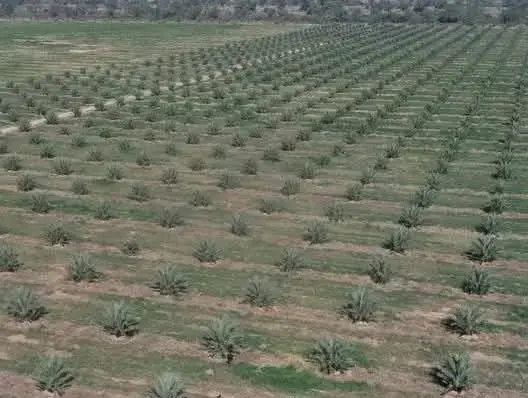 باحثون يكشفون مناطق شحن المياه الجوفية في وادي درعة بفضل الذكاء الاصطناعي