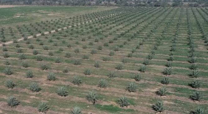 باحثون يكشفون مناطق شحن المياه الجوفية في وادي درعة بفضل الذكاء الاصطناعي