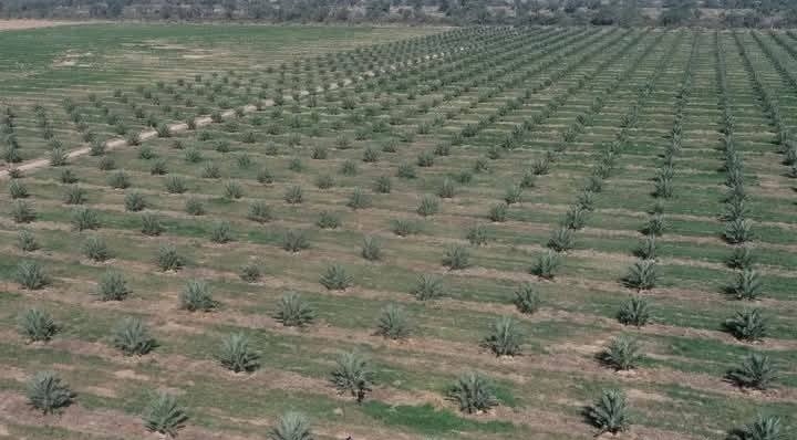 باحثون يكشفون مناطق شحن المياه الجوفية في وادي درعة بفضل الذكاء الاصطناعي