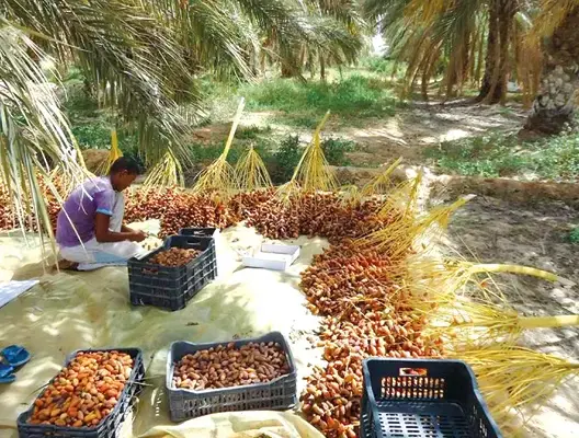 بداية موسم جني التمور بتافيلالت.. توقعات بإنتاج يتجاوز 100 ألف طن