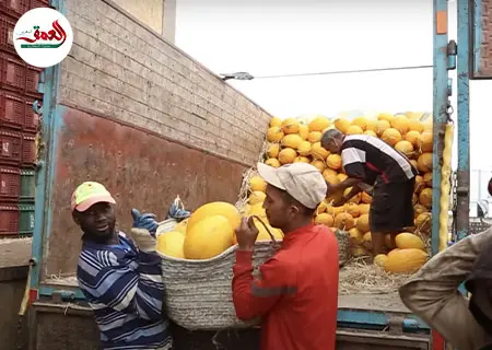 فائض البطيخ الأصفر يغرق أسواق فاس