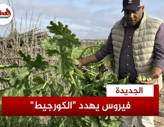 فيروس خطير يهدد محاصيل “الكورجيط” بدكالة