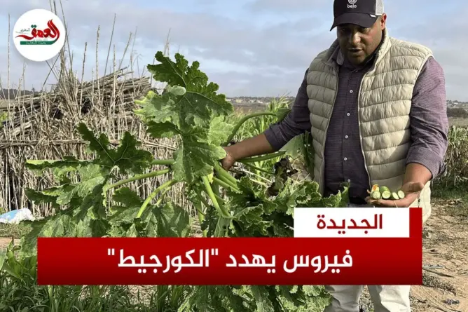 فيروس خطير يهدد محاصيل “الكورجيط” بدكالة