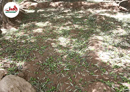 “التبروري” ببولمان يقضي على 900 هكتار من الزيتون