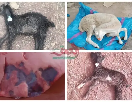 مرض غامض يفتك بقطعان الماشية نواحي أزيلال والساكنة تستغيث (صور)