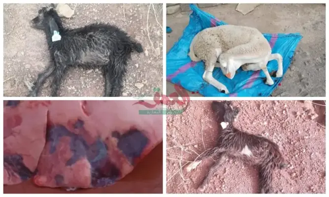 مرض غامض يفتك بقطعان الماشية نواحي أزيلال والساكنة تستغيث (صور)