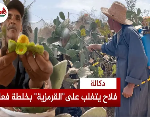 الصبار يقاوم الاندثار بدكالة
