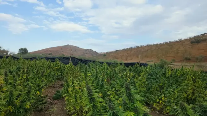أكثر من 1500 فلاح و140 تعاونية.. القنب الهندي يتوسع بالحسيمة بعد التقنين