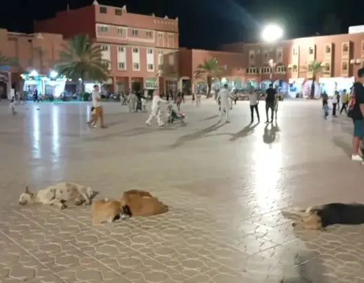 الكلاب الضالة تغزو شوارع “هوليود إفريقيا”.. ورئيسا الجماعة و”حفظ الصحة” يتبادلان المسؤوليات