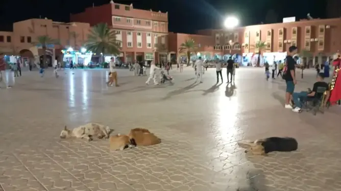 الكلاب الضالة تغزو شوارع “هوليود إفريقيا”.. ورئيسا الجماعة و”حفظ الصحة” يتبادلان المسؤوليات