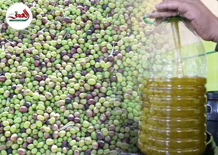 تجار نواحي تاونات يكشفون أسعار زيتون الموسم الجديد