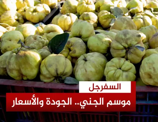 موسم السفرجل.. فلاحون يكشفون الأسعار والجودة ويشكون من الجني المبكر والسقي من الوادي