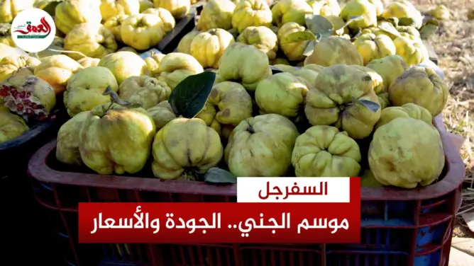 موسم السفرجل.. فلاحون يكشفون الأسعار والجودة ويشكون من الجني المبكر والسقي من الوادي
