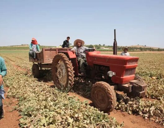 إيطاليا تستعد لاستقدام 200 عامل زراعي من المغرب