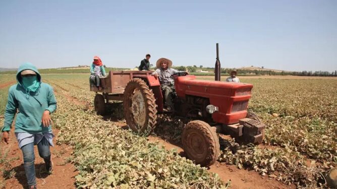 إيطاليا تستعد لاستقدام 200 عامل زراعي من المغرب