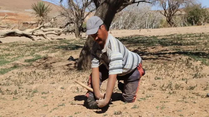 سعيد .. فلاح من جبال ورزازات يزرع الأمل في أرض الإعاقة والتحدي (صور)