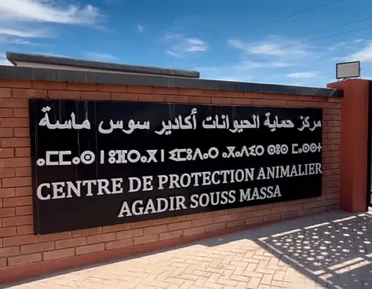 مركز أكادير لحماية الحيوانات يشرع في استقبال القطط والكلاب الضالة (فيديو)