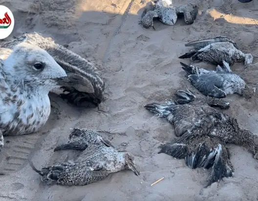 نفوق غامض للطيور البحرية بالجديدة يثير إنذارًا بيئيًا ومخاوف من كارثة وشيكة