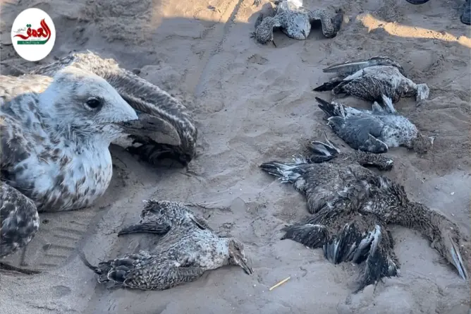 نفوق غامض للطيور البحرية بالجديدة يثير إنذارًا بيئيًا ومخاوف من كارثة وشيكة