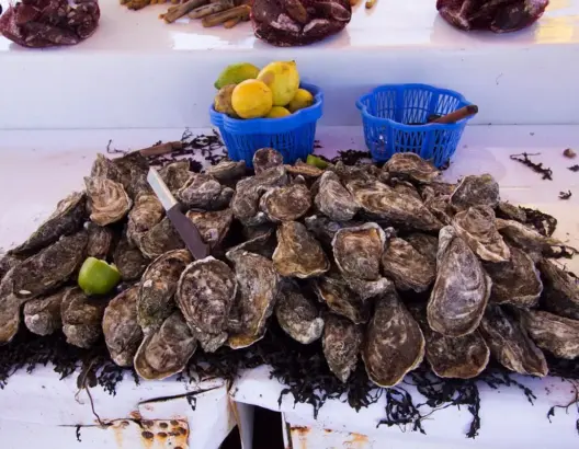 المحار المغربي يربك أسواق غاليسيا ويكشف هشاشة القطاع البحري الإسباني