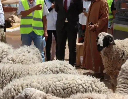 “الأرقام مغلوطة”.. برلماني يشكك في إحصائيات عيد الأضحى ويؤكد استغلال الوسطاء للدعم الحكومي