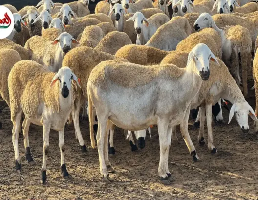 تقني فلاحي: دعم الفلاحين والكسابة وصل مباشرة