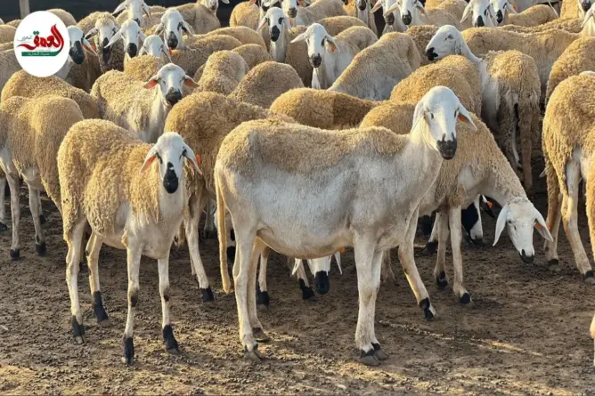 تقني فلاحي: دعم الفلاحين والكسابة وصل مباشرة