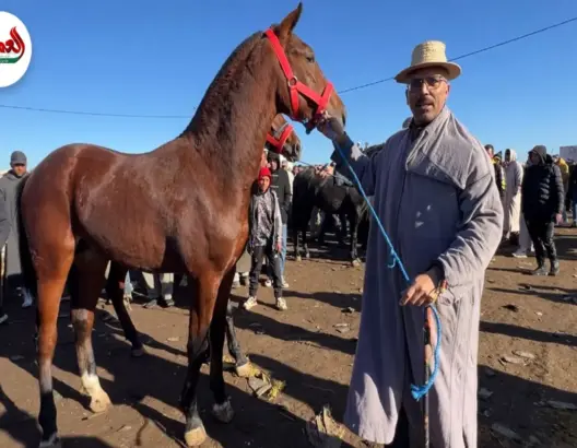 سيدي بنور تستعيد صدارة أسواق الخيل