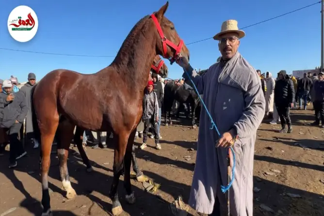 سيدي بنور تستعيد صدارة أسواق الخيل