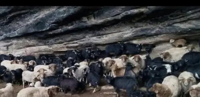 الثلوج تحاصر أسرة بقمم ورزازات ومطالب بإنقاذ رحل عالقين مع أزيد من 200 رأس من الأغنام