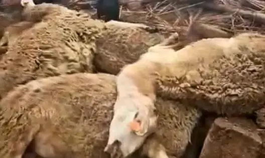 انهيار إسطبل يؤدي إلى نفوق قطيع من الأغنام بضواحي مراكش