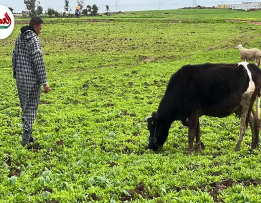 أمطار الخير تنعش آمال الفلاحين بالجديدة