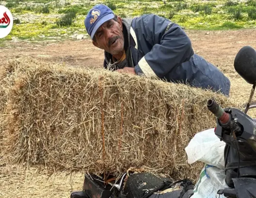 فلاحون يكشفون “مفارقة التبن” بالمغرب