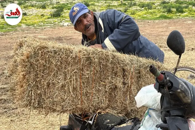 فلاحون يكشفون “مفارقة التبن” بالمغرب