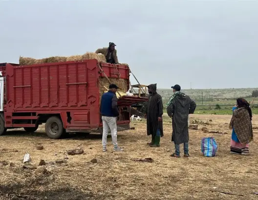 التبن المستورد “يُزاحم” المحلي في الأسواق.. وزن أكبر وسعر أقل يُنعش آمال الكسابين (فيديو)