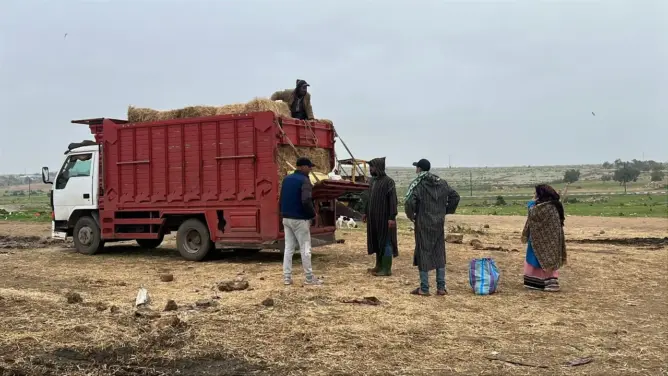 التبن المستورد “يُزاحم” المحلي في الأسواق.. وزن أكبر وسعر أقل يُنعش آمال الكسابين (فيديو)