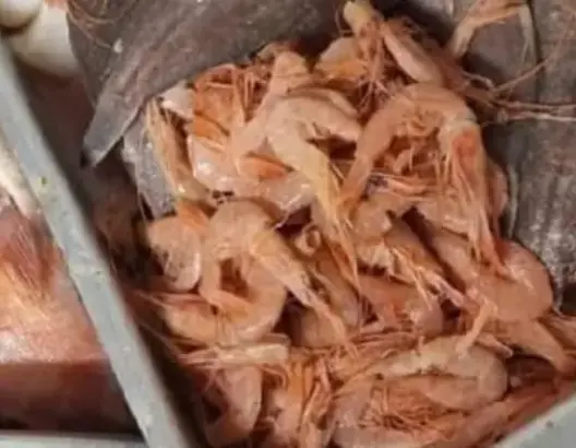 بعد شكاية تسمم غذائي.. سلطات البيضاء تداهم محلا للأسماك المقلية وتفتح تحقيقا