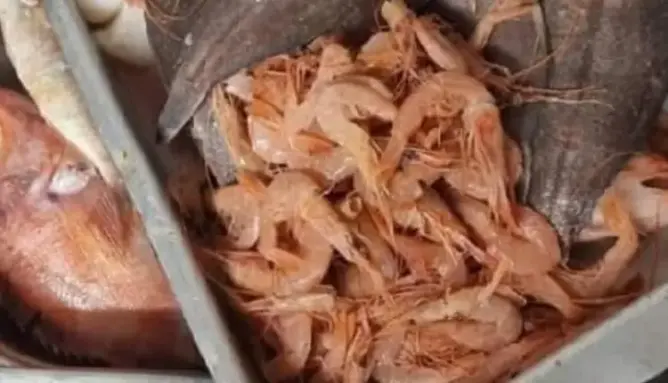 بعد شكاية تسمم غذائي.. سلطات البيضاء تداهم محلا للأسماك المقلية وتفتح تحقيقا